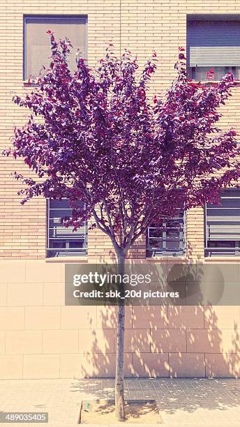 arbor day - decoración stockfoto's en -beelden