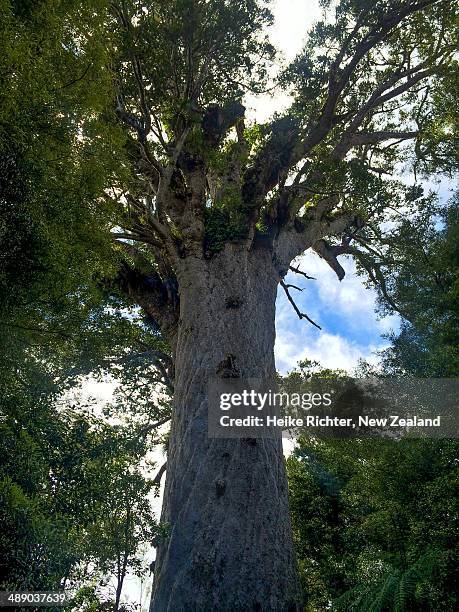 arbor day - waipoua forest stock pictures, royalty-free photos & images
