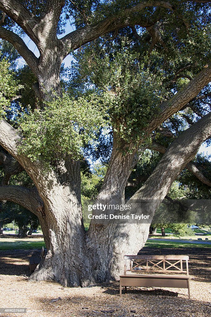 Arbor Day