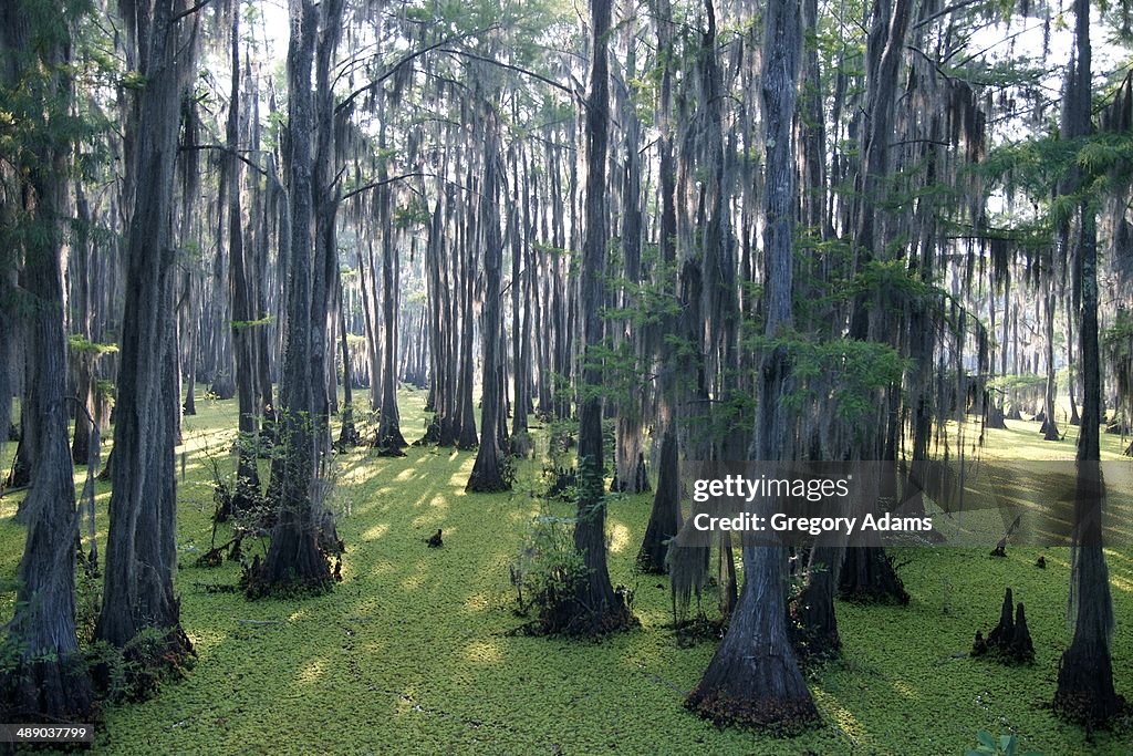 Arbor Day