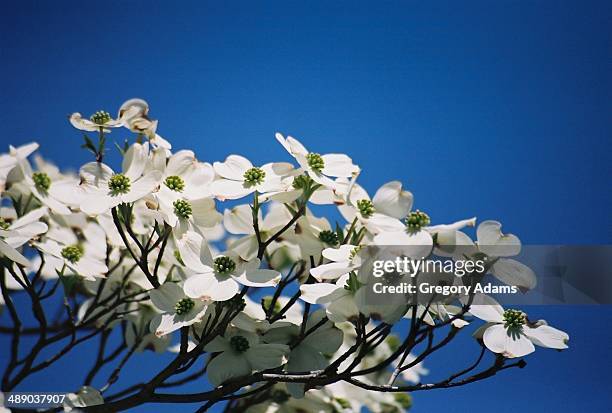 arbor day - montgomery county pennsylvania stock pictures, royalty-free photos & images