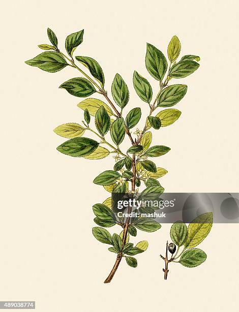 buckthorns, 19 century botanical illustration - buckthorn stock illustrations