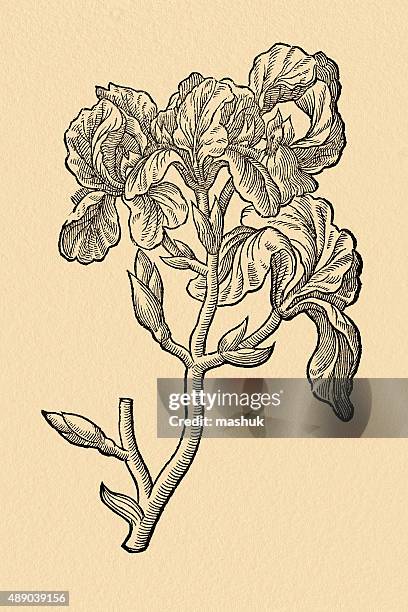iris , 17 century botanical illustration - thistle stock illustrations