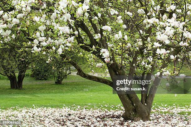 arbor day - magnolio fotografías e imágenes de stock