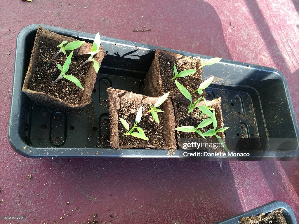 Earth Day Challenge