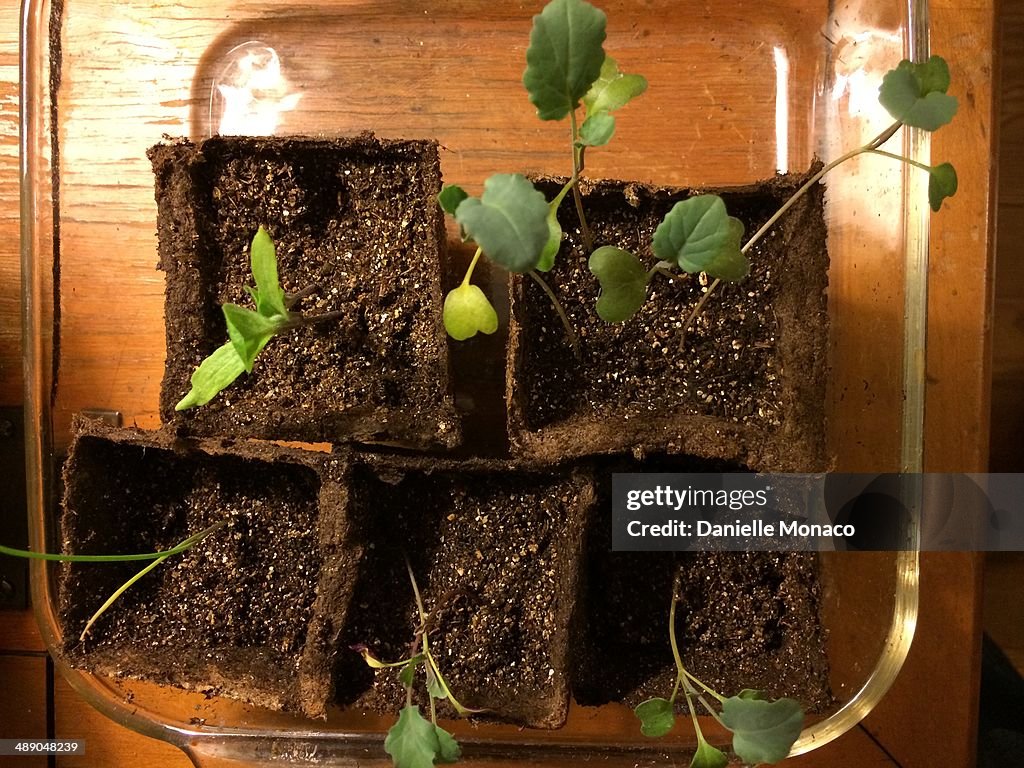 Earth Day Challenge