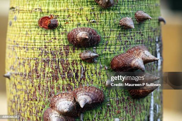 arbor day - ceiba speciosa stock pictures, royalty-free photos & images