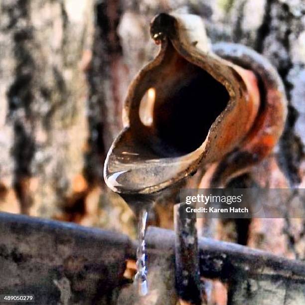 arbor day - maple sugaring 個照片及圖片檔