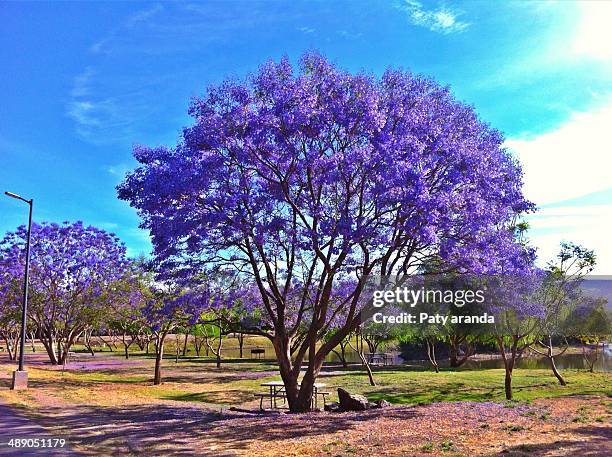 arbor day - jacaranda tree stock pictures, royalty-free photos & images