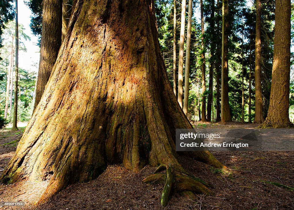 Arbor Day