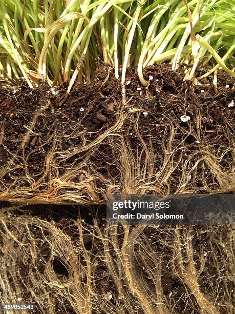 Fresh Turf Roots 106 Wheat Grass Root Stock Photos, High-Res Pictures, and Images ...