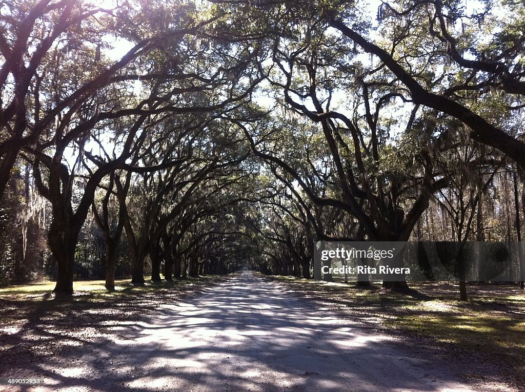 Arbor Day