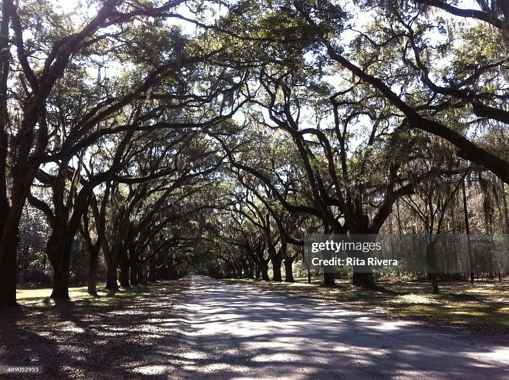 Arbor Day