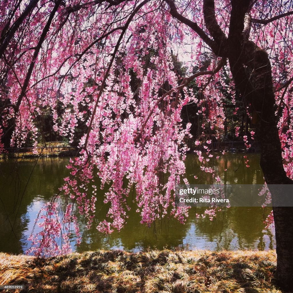 Arbor Day