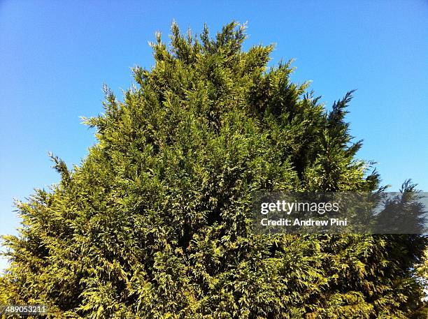 arbor day - leylandii stock pictures, royalty-free photos & images