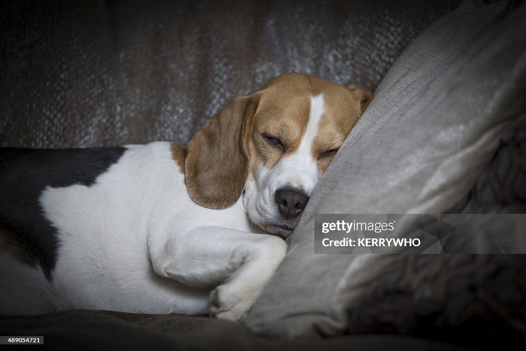 Beagle asleep on a sofa