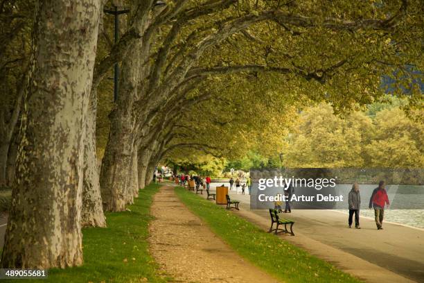 Platanus acerifolia next to the lake of Annecy with people walking and relaxing.