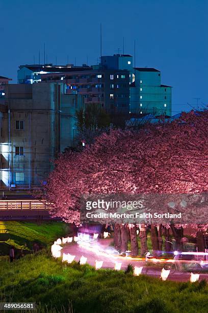 Sakura, cherry blossoms, at night in Asakadai, Saitama.