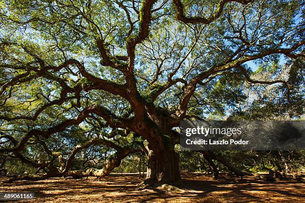 angel oak - angel oak tree stock-fotos und bilder