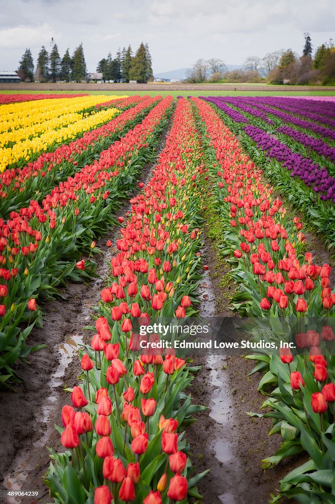 Skagit Valley Tulips.