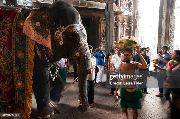 An elephant giving blessings to devotees at the Meenakshi Amman Temple in Madurai, India.