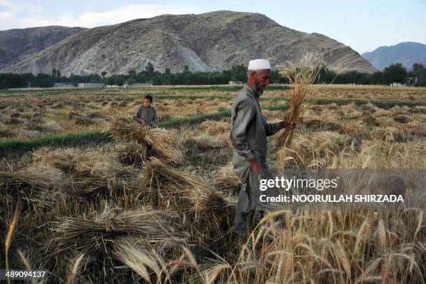 An Afghan farmer and child work on a wheat field in the outskirts of Jalalabad on May 9, 2014. Only about 15 percent of Afghanistan's land, mostly in...
