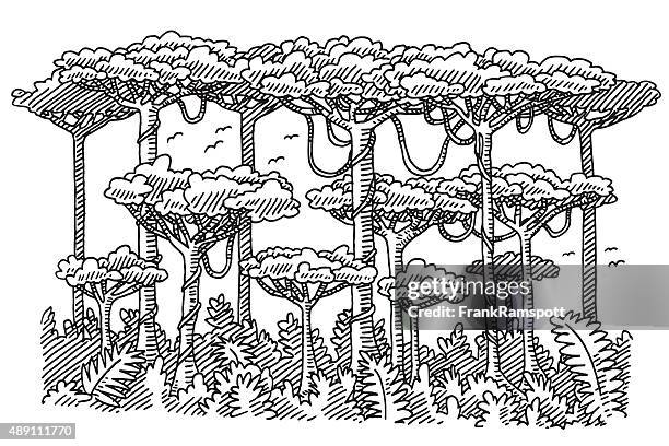 rainforest trees drawing - liana stock illustrations