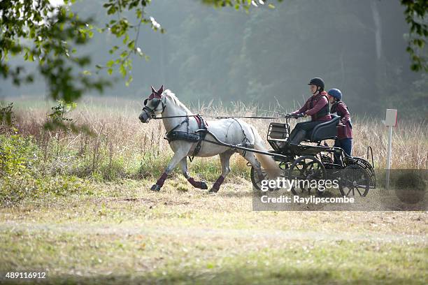 シングル pony キャリッジチーム - animal powered vehicle ストックフォトと画像