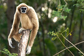 Gibbon sitting alone on the wood