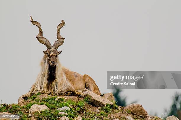 addax - antilope addax photos et images de collection