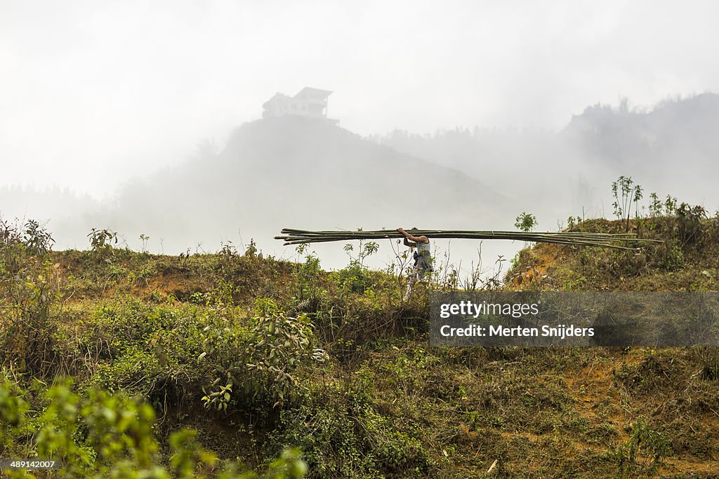Man carrying bamboo trunks on shoulder