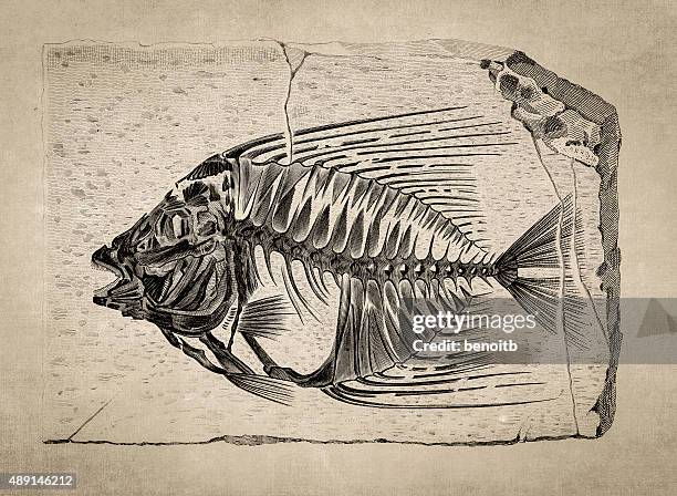 acanthonemus fossil - fish skeleton stock illustrations