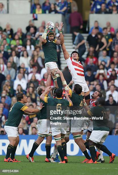 Victor Matfield of South Africa wins a lineout during the 2015 Rugby World Cup Pool B match between South Africa and Japan at Brighton Community...