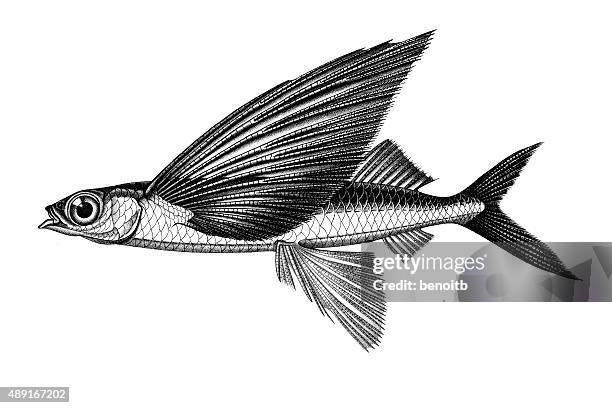 stockillustraties, clipart, cartoons en iconen met tropical two-wing flyingfish - in het water levend