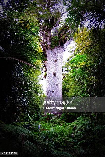 tane mahuta - kauri tree stock-fotos und bilder