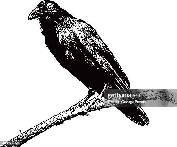 ilustrações de stock, clip art, desenhos animados e ícones de raven, perching, isolado a branco - corvo pássaro