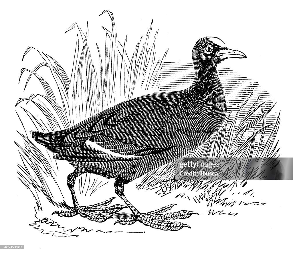 Antique illustration of Eurasian Coot (Fulica atra)