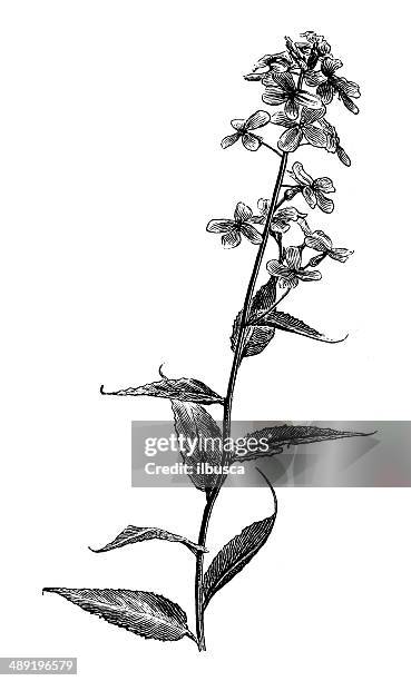 antique illustration of hesperis matronalis - mustard stock illustrations