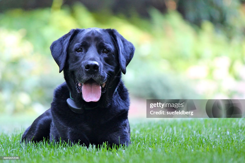 Photo Lab Black Black Lab High-Res Stock Photo - Getty Images