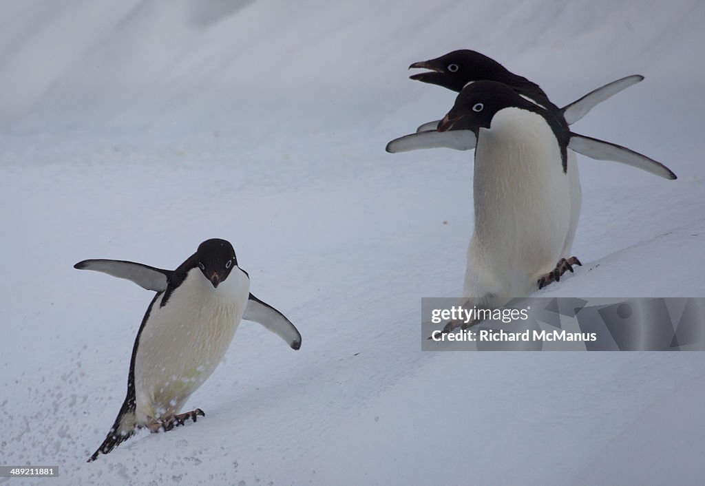 Three sliding Adelie penguins