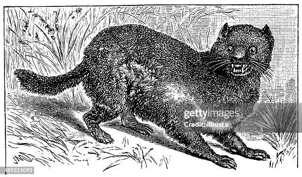 antique illustration of tasmanian devil (sarcophilus harrisii) - tasmanian devil stock illustrations