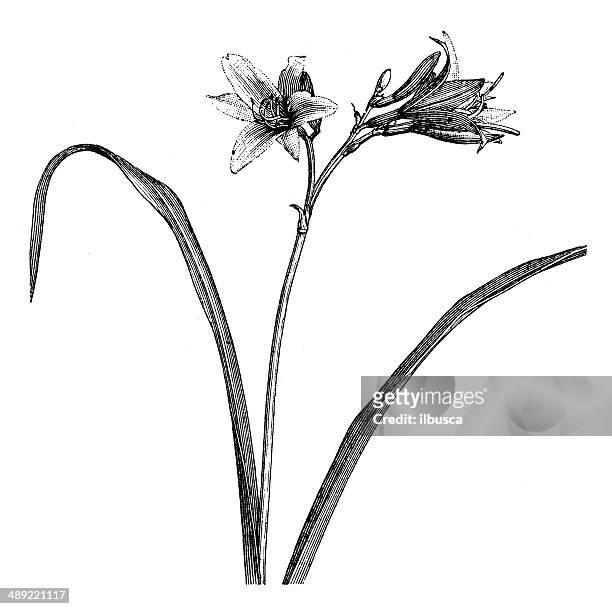 antikes illustration hemerocallis fulva (orange daylily, goldbraun daylily - taglilie stock-grafiken, -clipart, -cartoons und -symbole