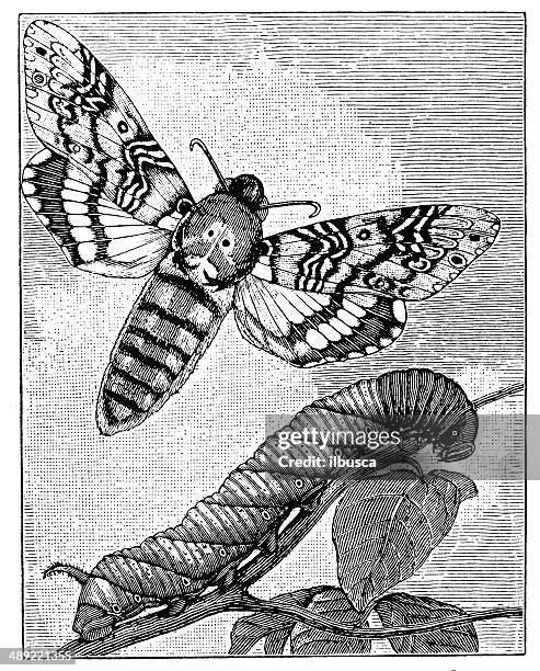 antique illustration of acherontia atropos (death's-head hawk moth) - insect head white background stock illustrations