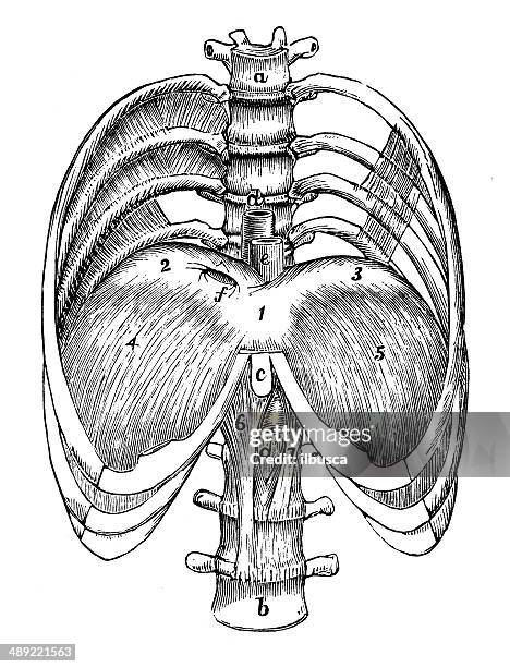 antique medical scientific illustration high-resolution: diaphragm in thorex - healthy vs unhealthy lungs stock illustrations