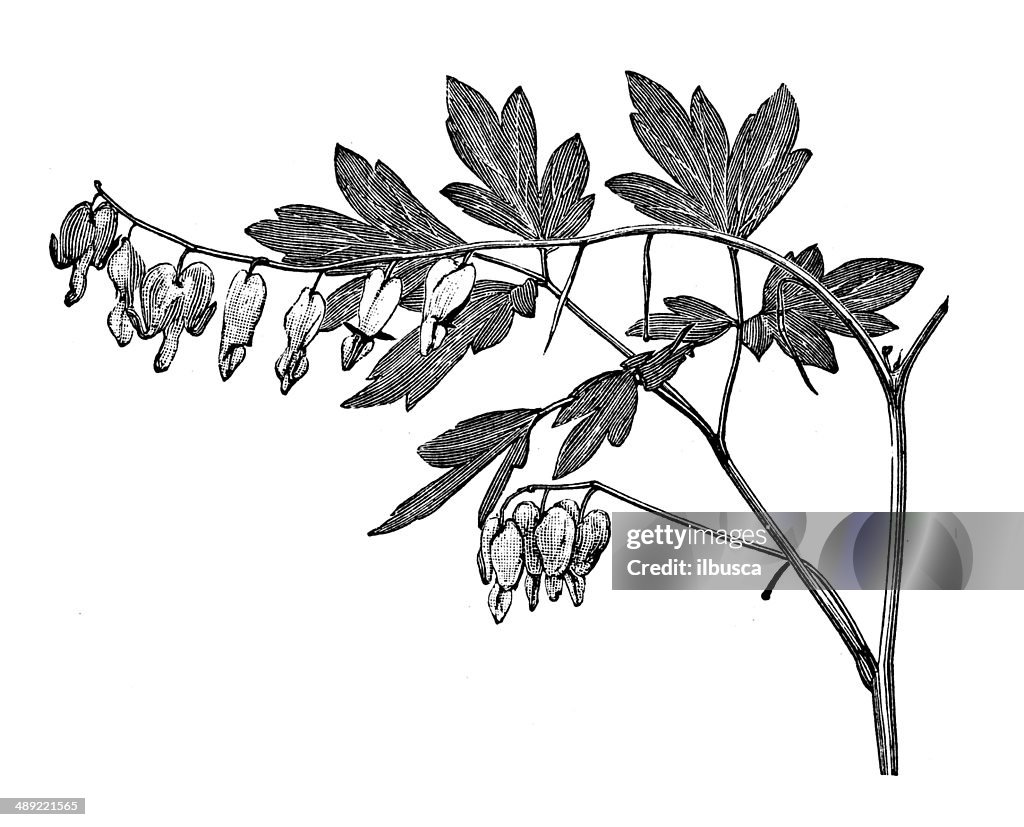 Antique illustration of Lamprocapnos spectabilis (bleeding heart)
