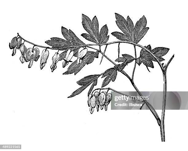 antique illustration of lamprocapnos spectabilis (bleeding heart) - bougainvillea stock illustrations