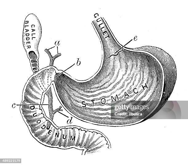stockillustraties, clipart, cartoons en iconen met antique medical scientific illustration high-resolution: digestive system - menselijk maag darmstelsel