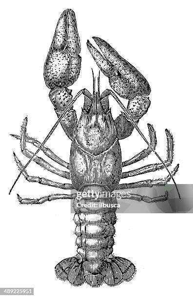 antique illustration of astacus astacus (european crayfish, noble crayfish) - crayfish stock illustrations