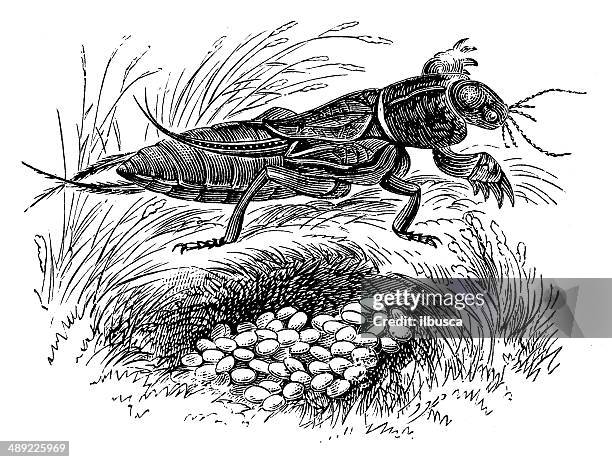 stockillustraties, clipart, cartoons en iconen met antique illustration of gryllotalpa gryllotalpa (european mole cricket) - mole cricket