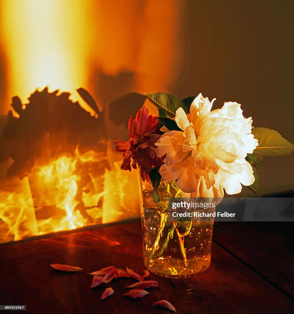 White Roses Sunset White Rose W Sunset Light High-Res Stock Photo - Getty Images